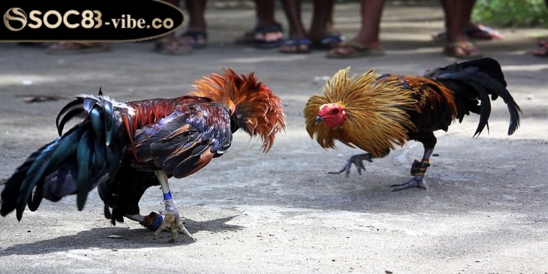 Đá gà trực tiếp thú vị với những ưu điểm hấp dẫn 3 Hướng dẫn tham gia chơi cá cược đá gà trực tiếp